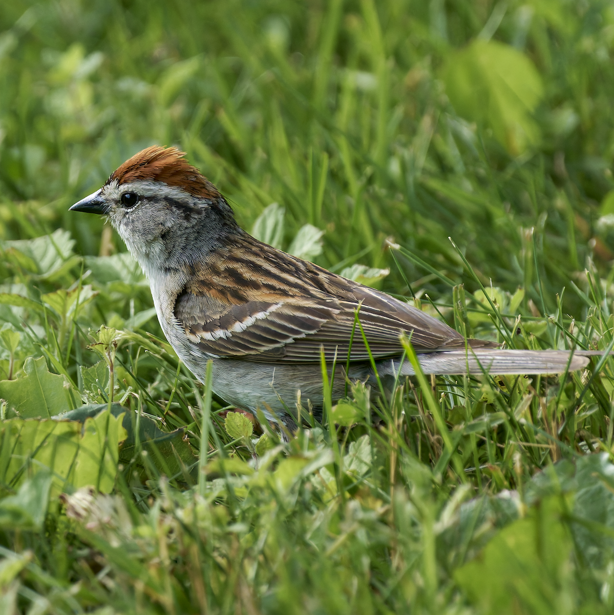 Chipping Sparrow - ML620874189