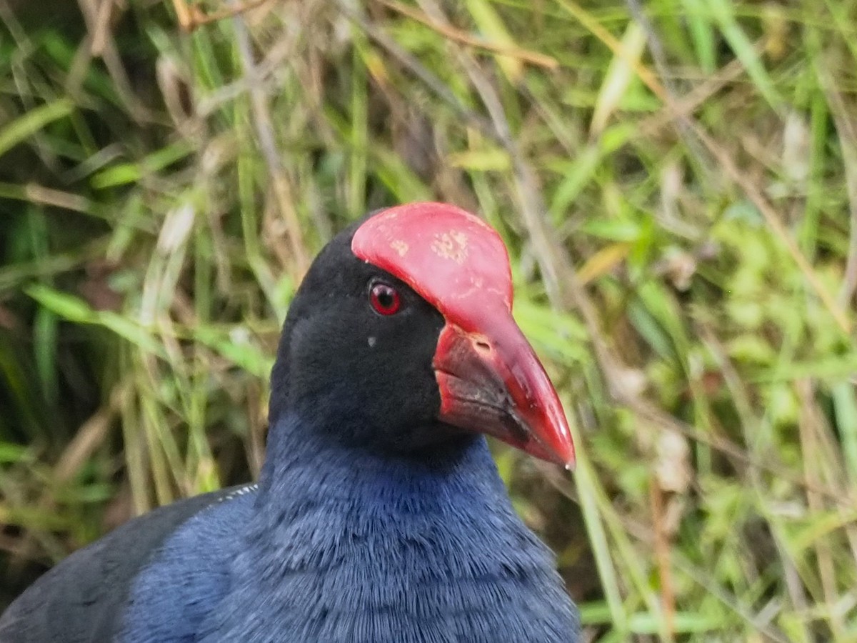 Australasian Swamphen - ML620874192