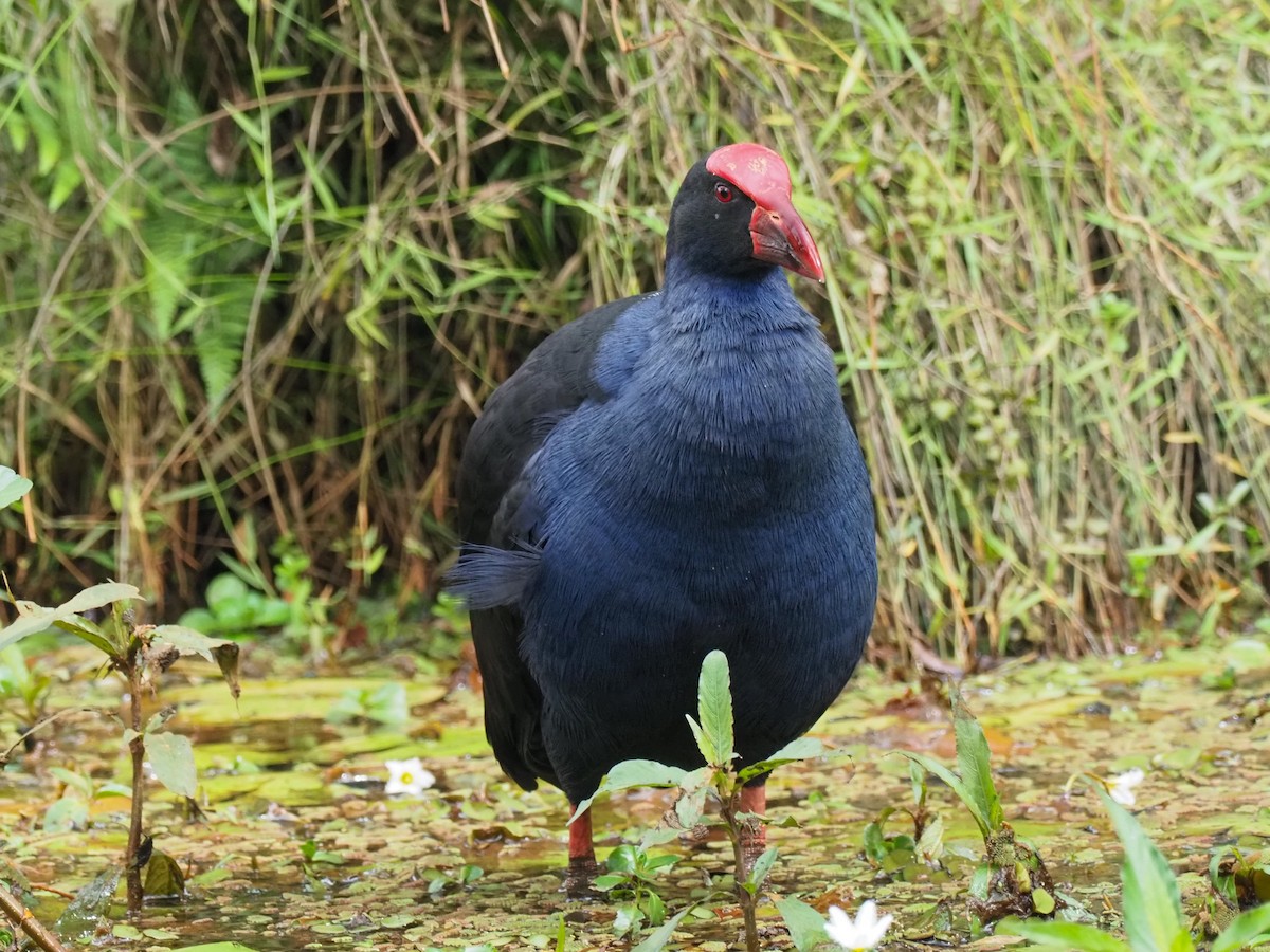 Australasian Swamphen - ML620874193