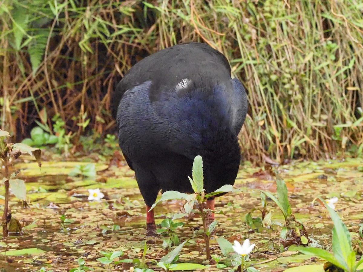 Australasian Swamphen - ML620874194