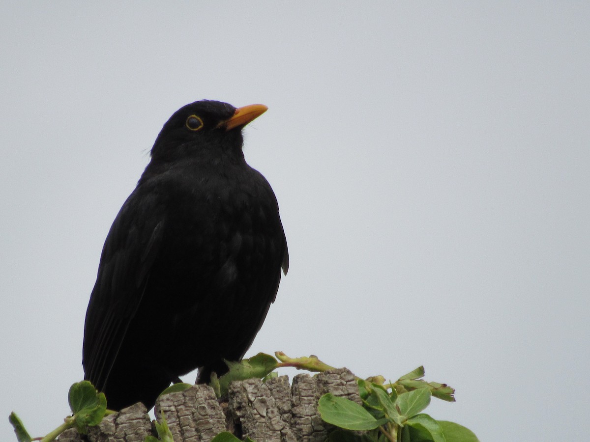 Eurasian Blackbird - ML620874195