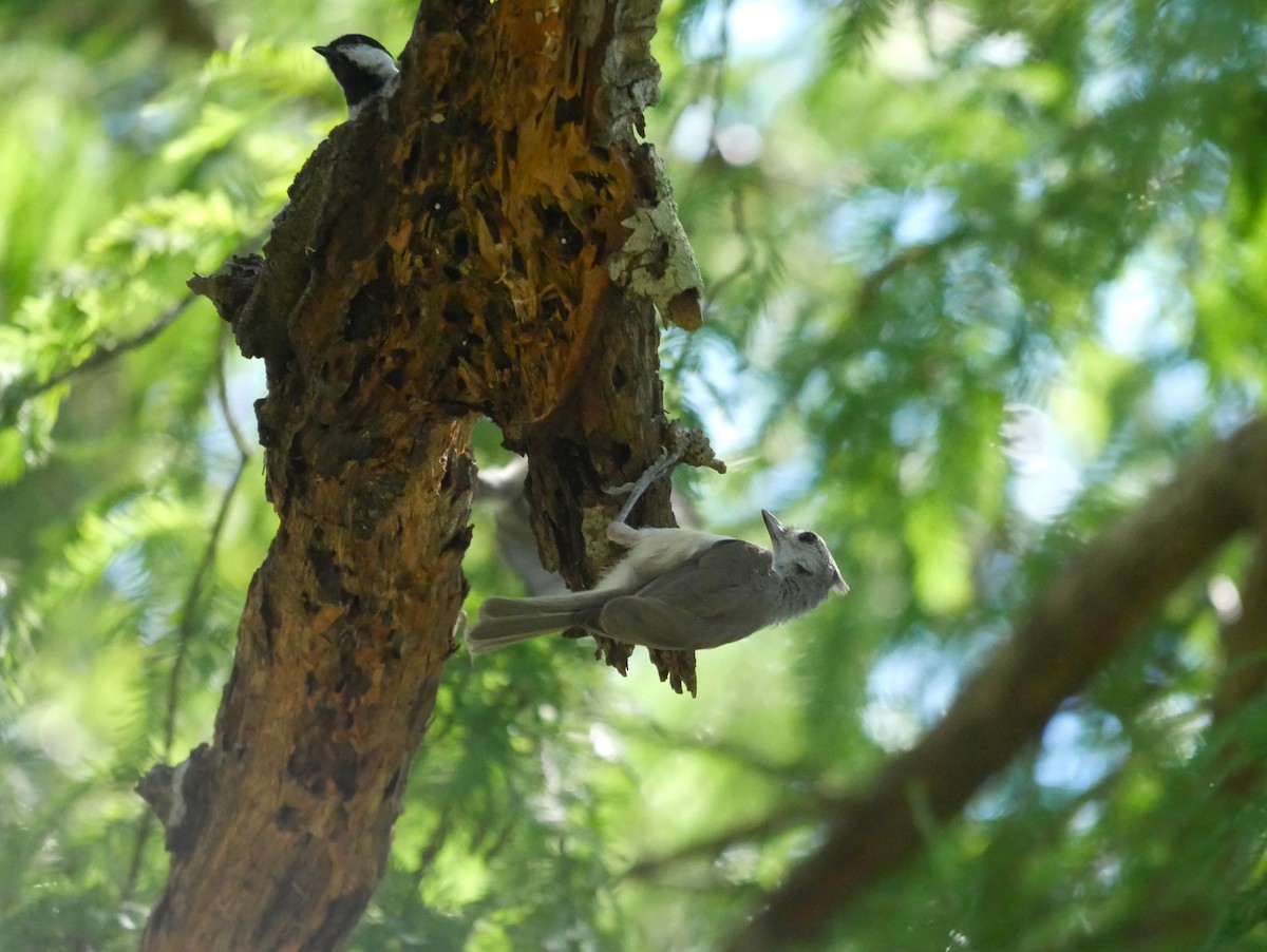 Tufted Titmouse - ML620874198