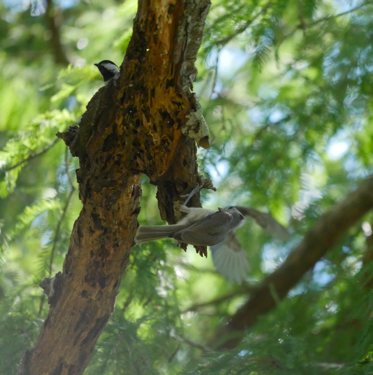 Tufted Titmouse - ML620874199