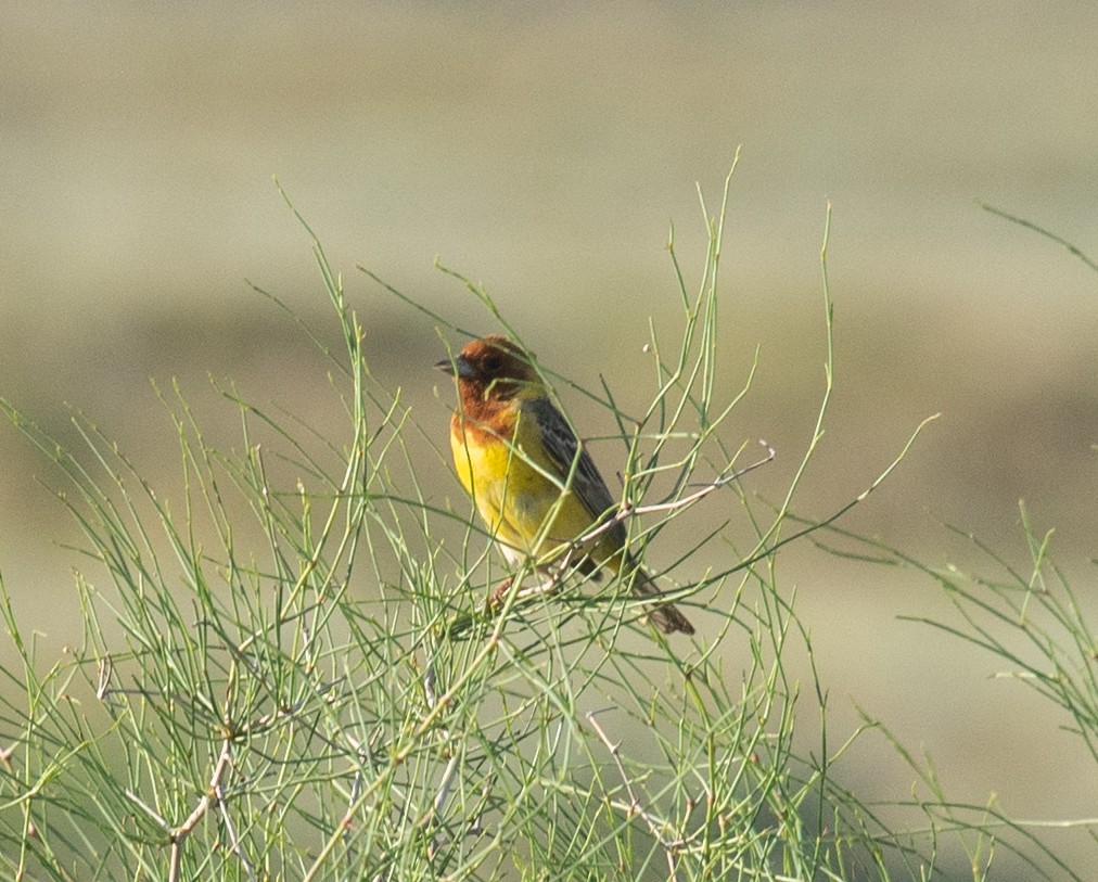 Red-headed Bunting - ML620874201