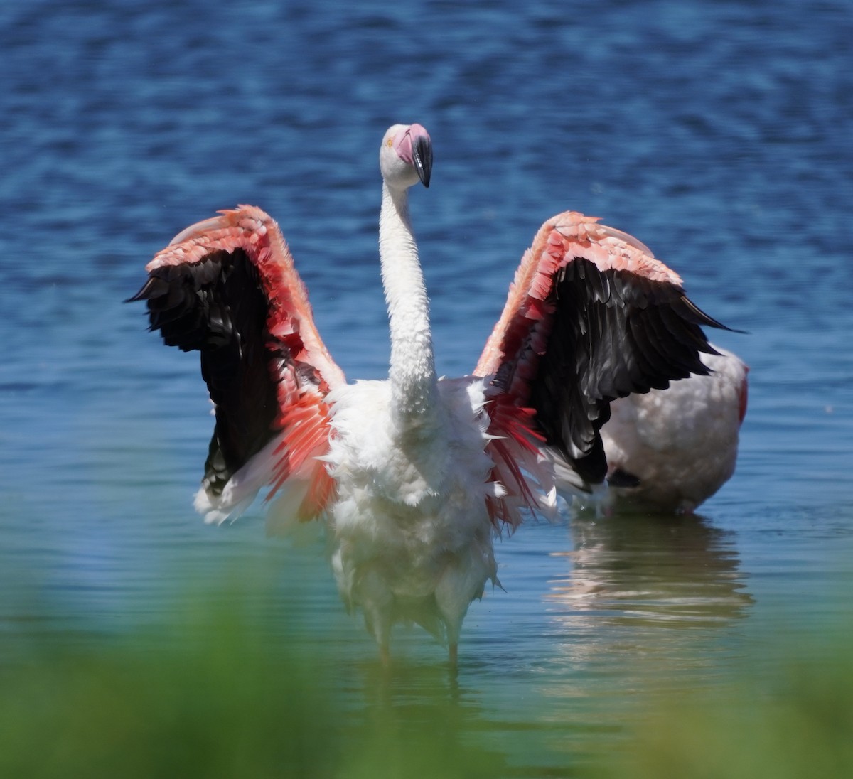 Greater Flamingo - ML620874204