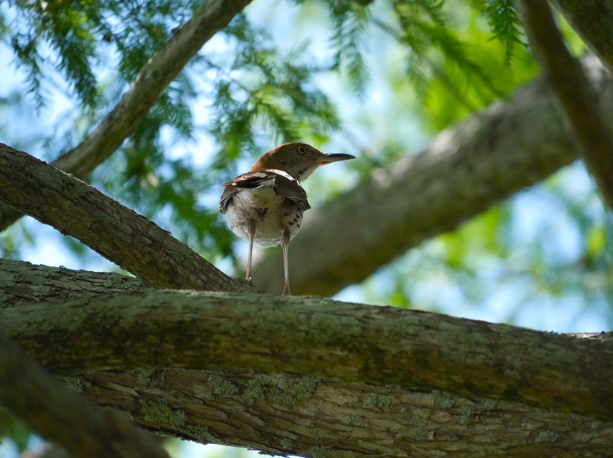 Brown Thrasher - ML620874206