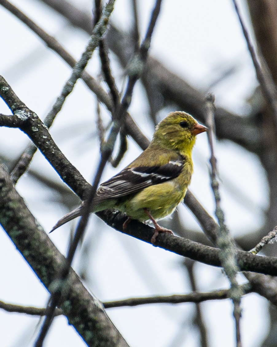 American Goldfinch - ML620874213