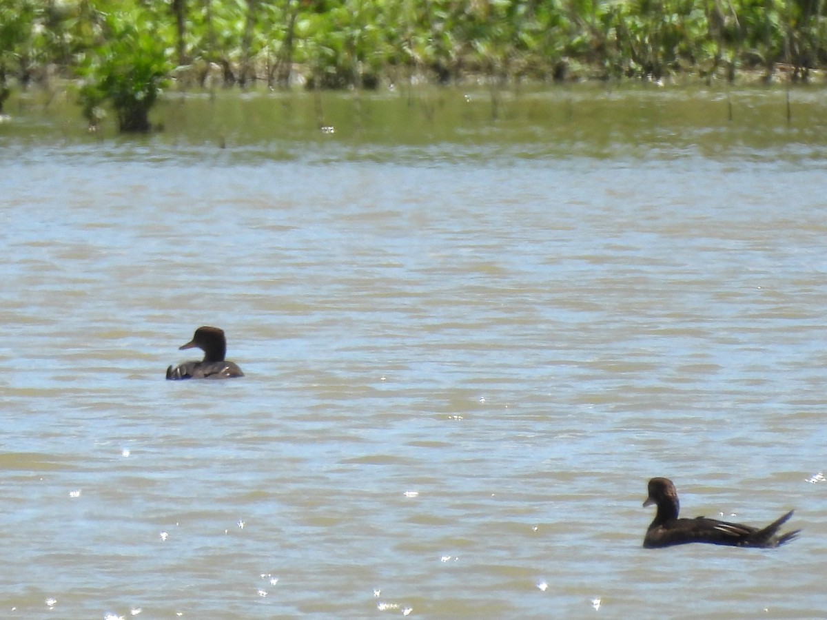 Hooded Merganser - ML620874227