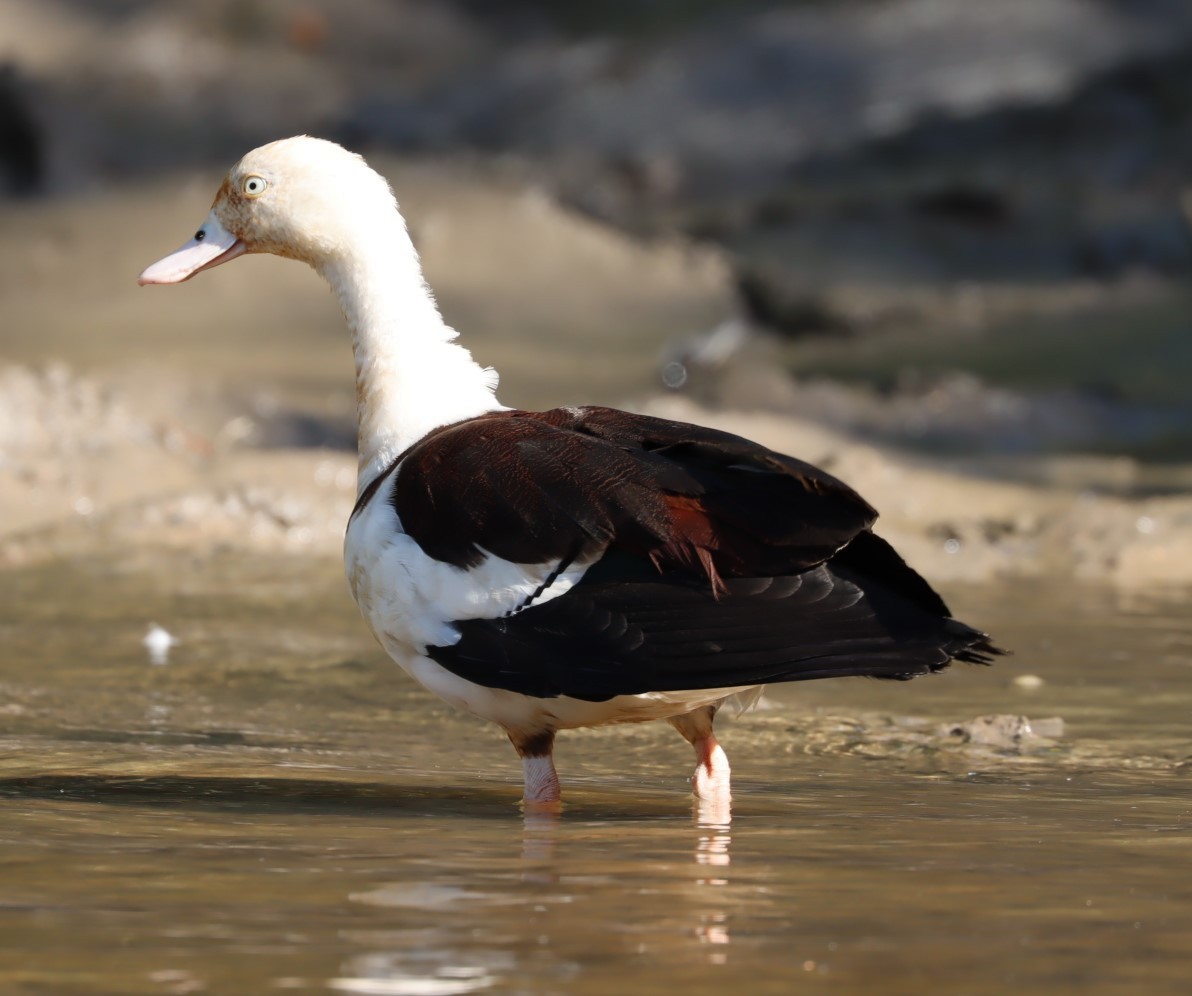 Radjah Shelduck - Susan  Downey