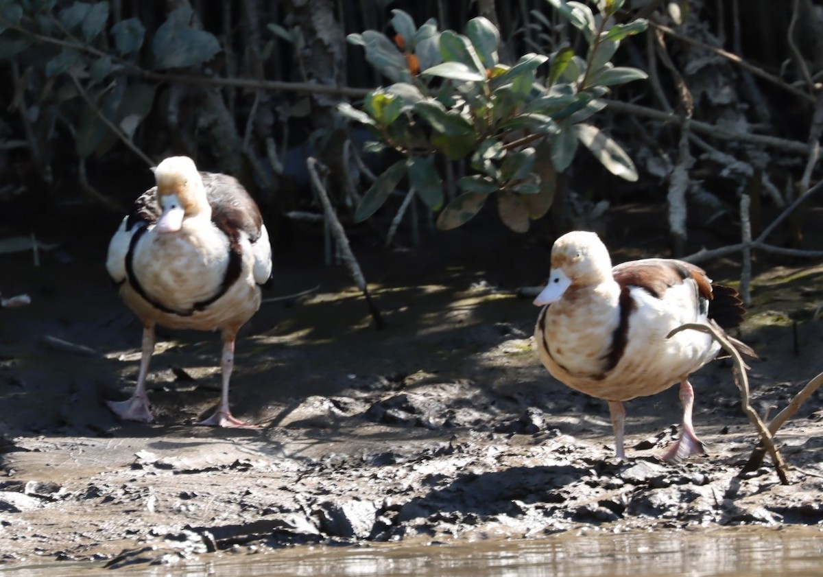 Radjah Shelduck - ML620874232