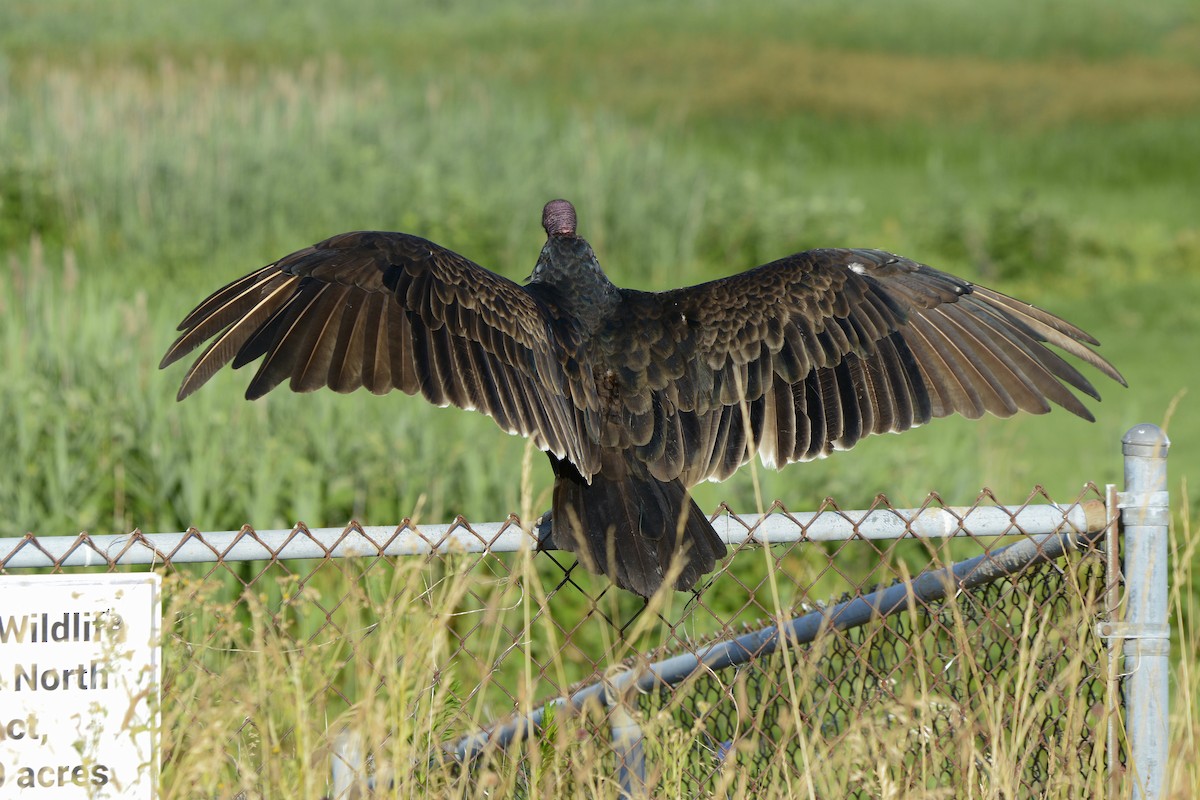 Turkey Vulture - ML620874242