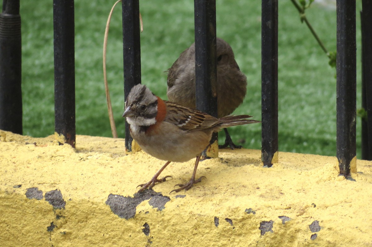 Rufous-collared Sparrow - ML620874246