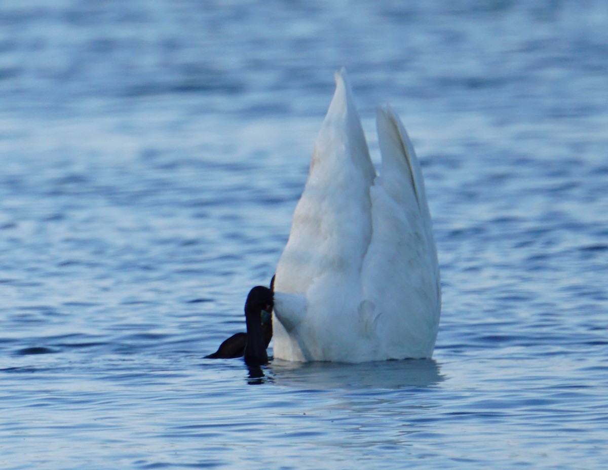 Trumpeter Swan - ML620874248