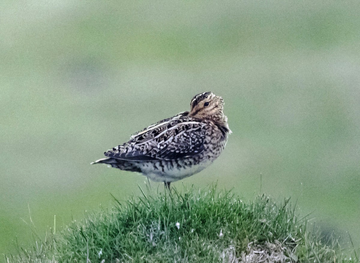 Common Snipe - ML620874257