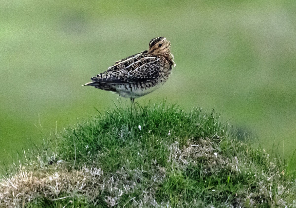 Common Snipe - ML620874259