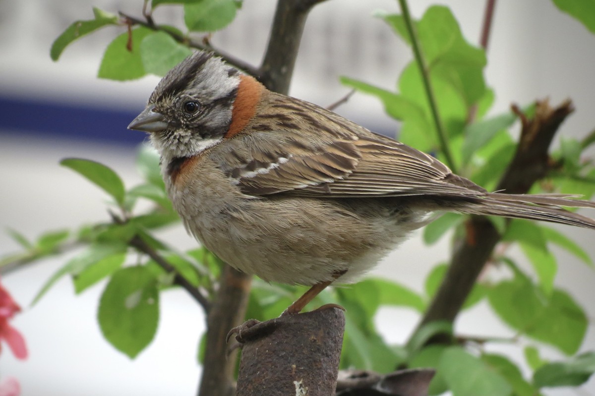 Rufous-collared Sparrow - Javiera Gutiérrez