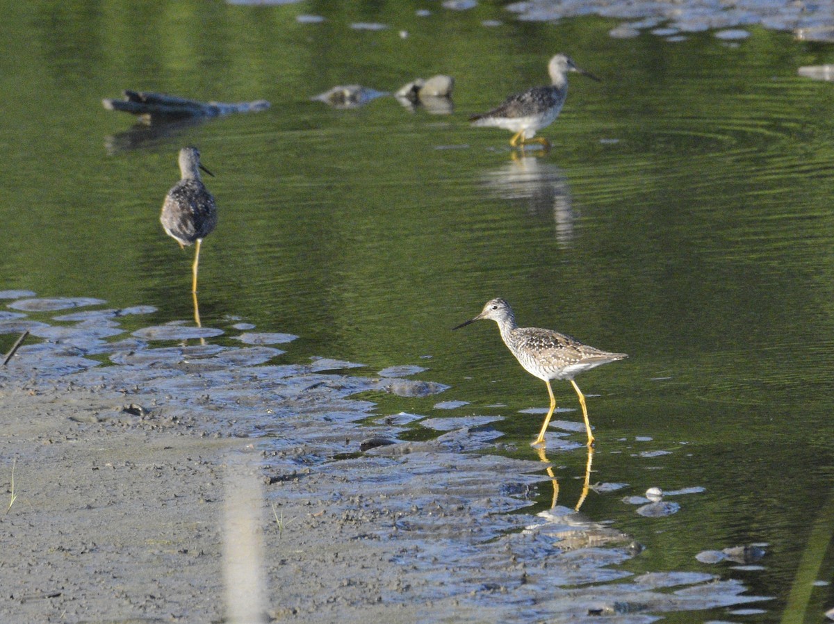 Greater Yellowlegs - ML620874266