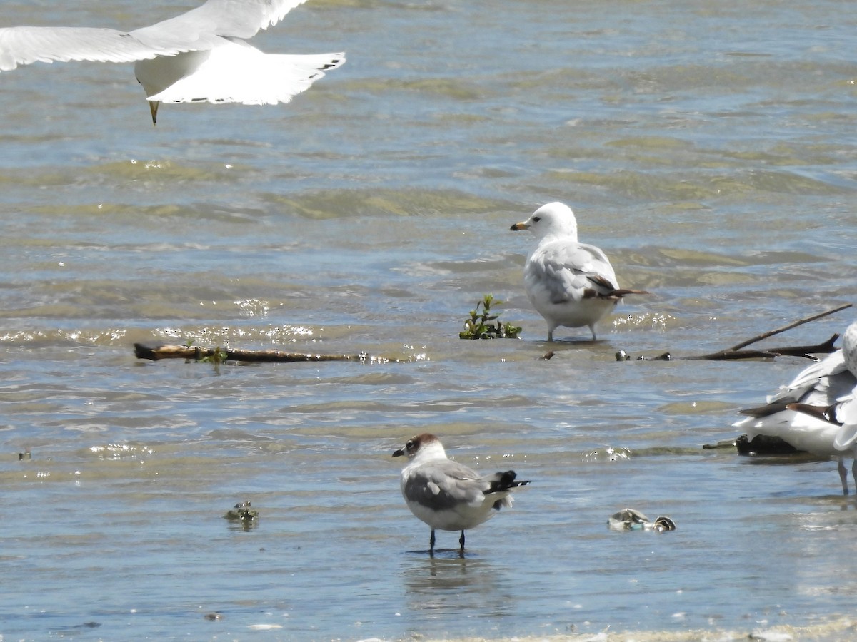 Franklin's Gull - ML620874272