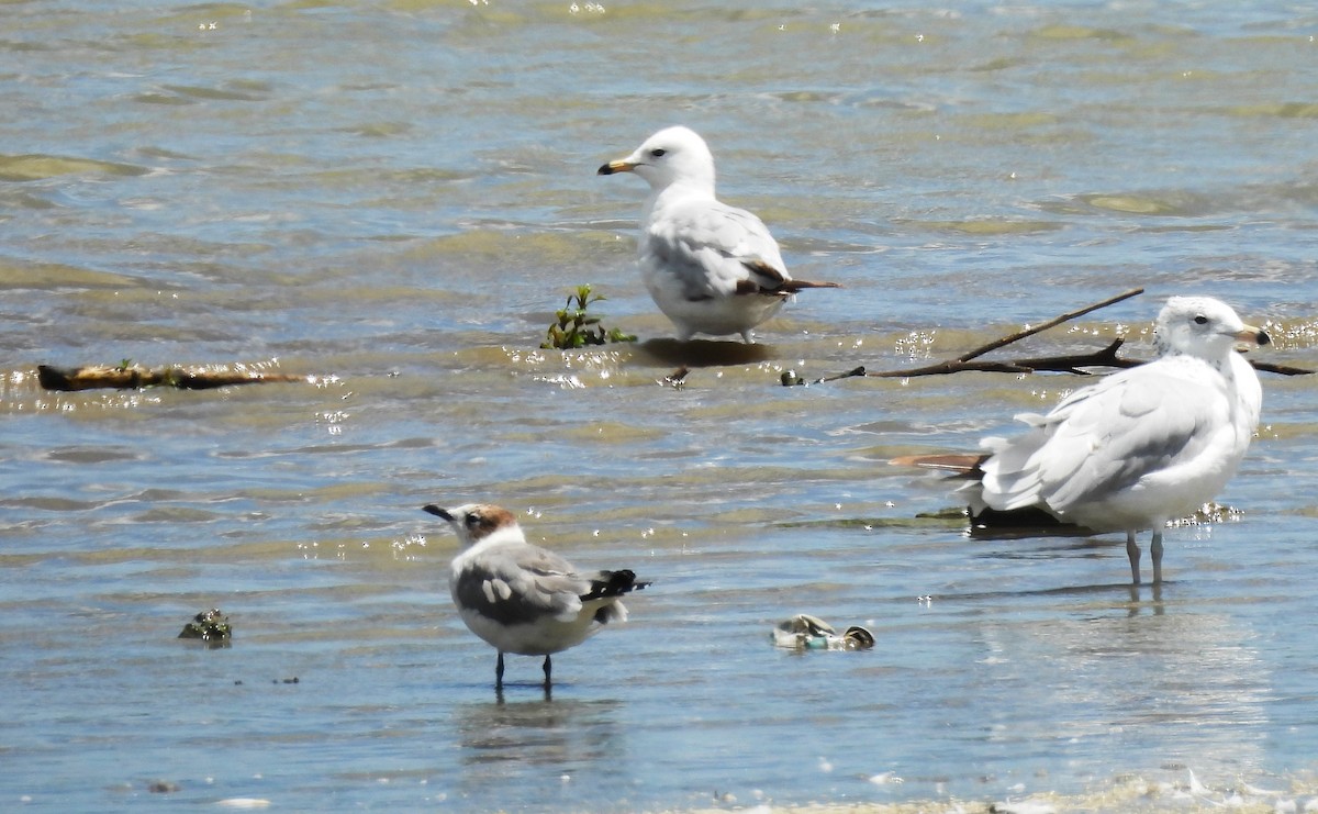 Franklin's Gull - ML620874273