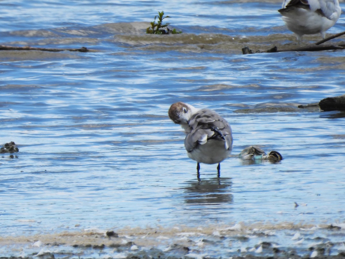 Franklin's Gull - ML620874275