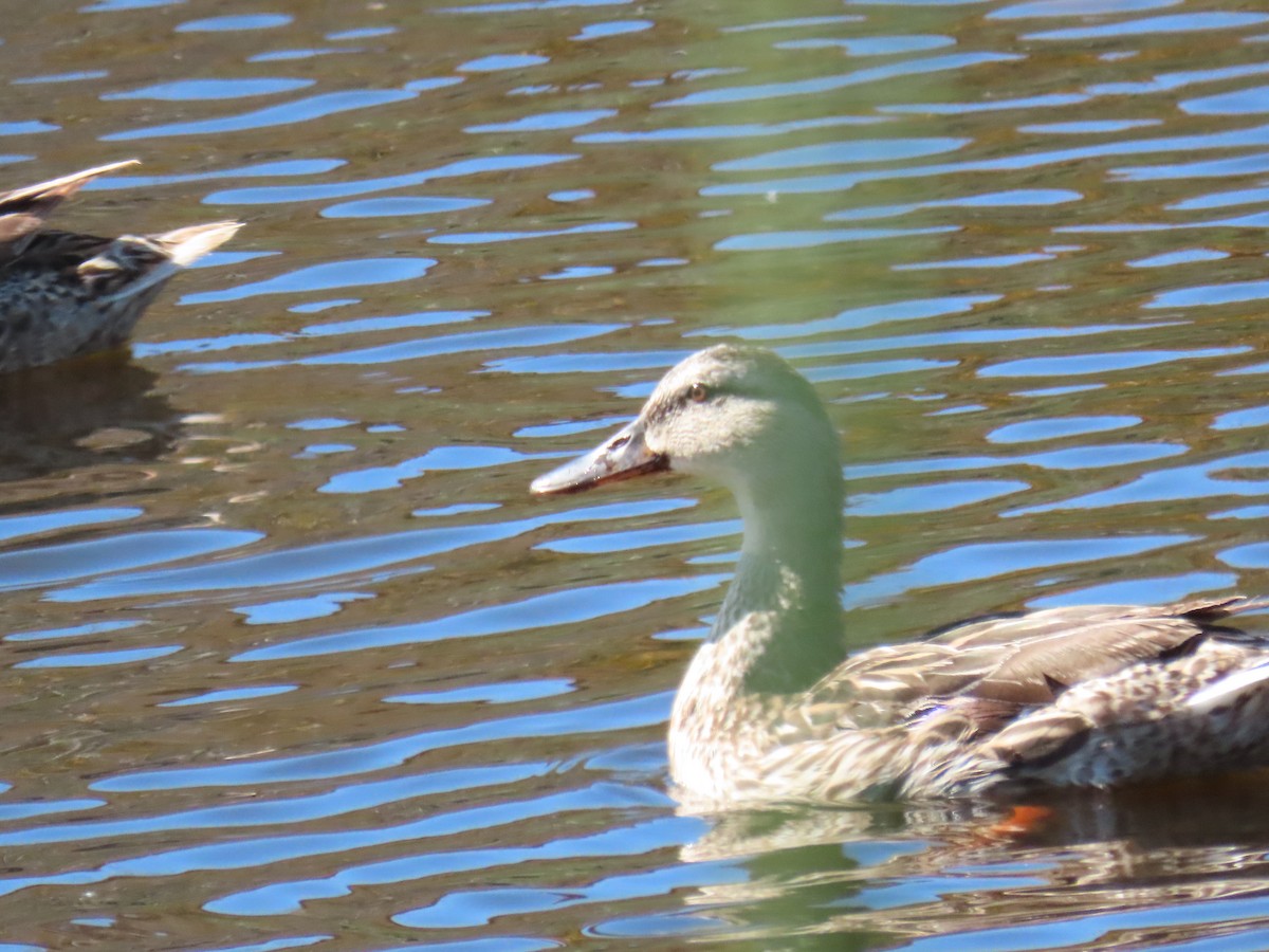 Gadwall - ML620874283