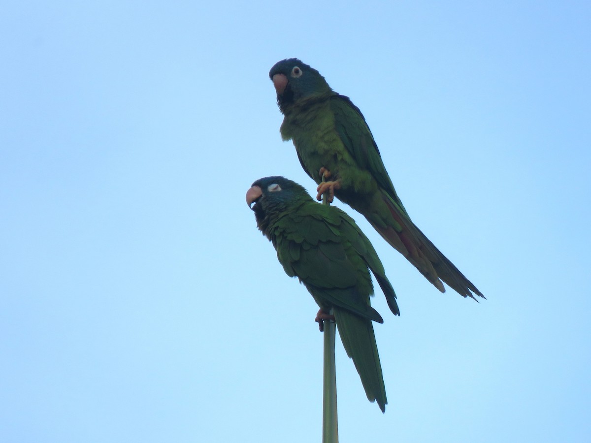 Blue-crowned Parakeet - ML620874288