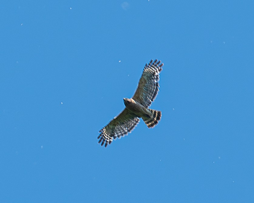 Red-shouldered Hawk - ML620874291