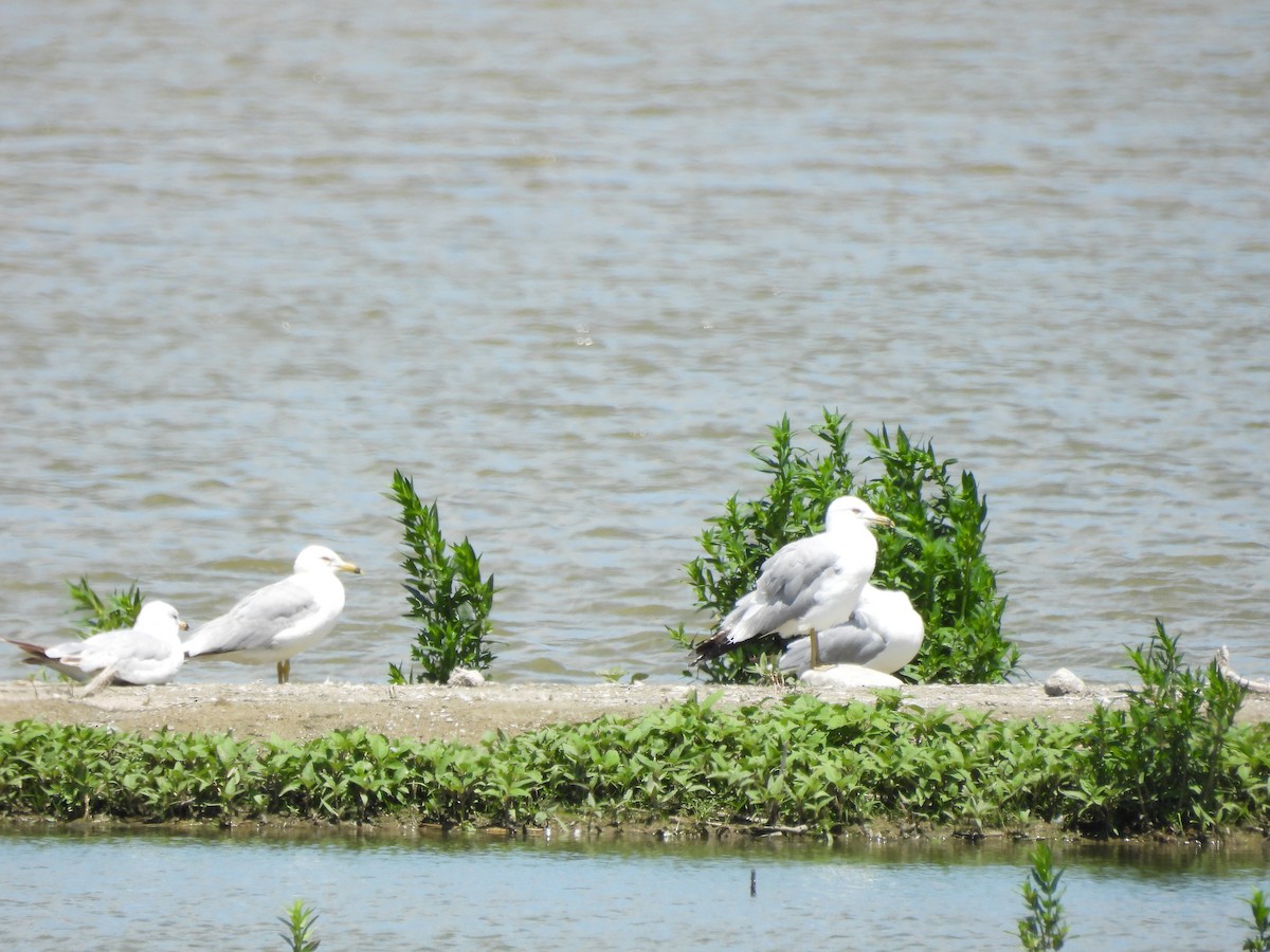 Ring-billed Gull - ML620874300