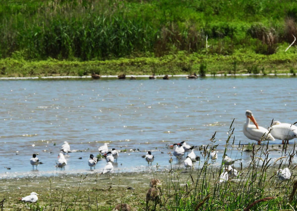 Caspian Tern - ML620874309