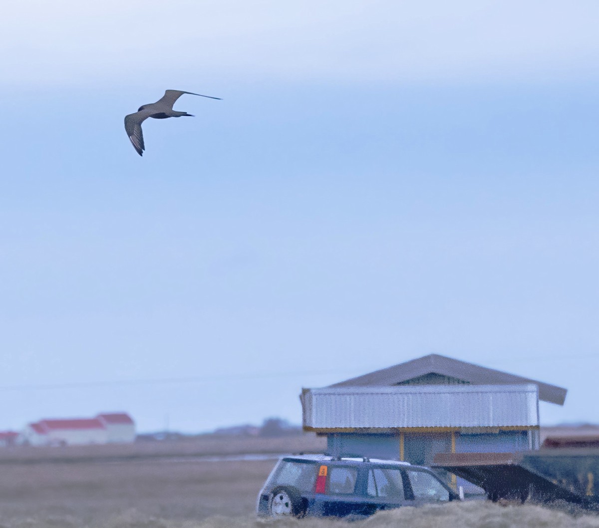 Parasitic Jaeger - ML620874312