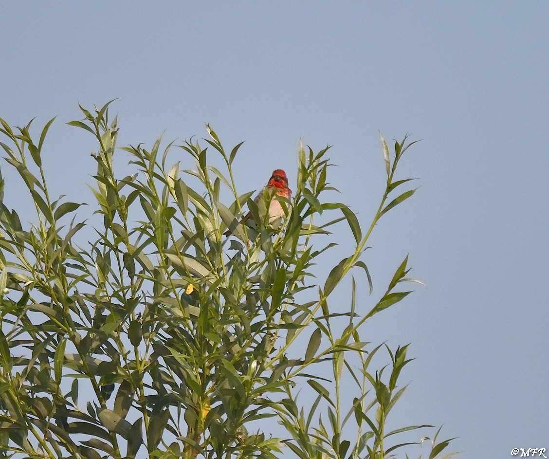 Common Rosefinch - ML620874314