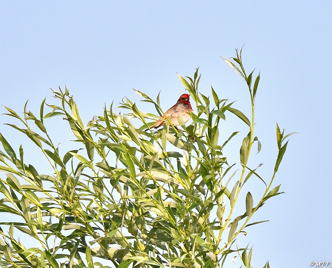 Common Rosefinch - ML620874315