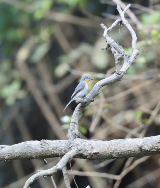 Leaden Flycatcher - ML620874321