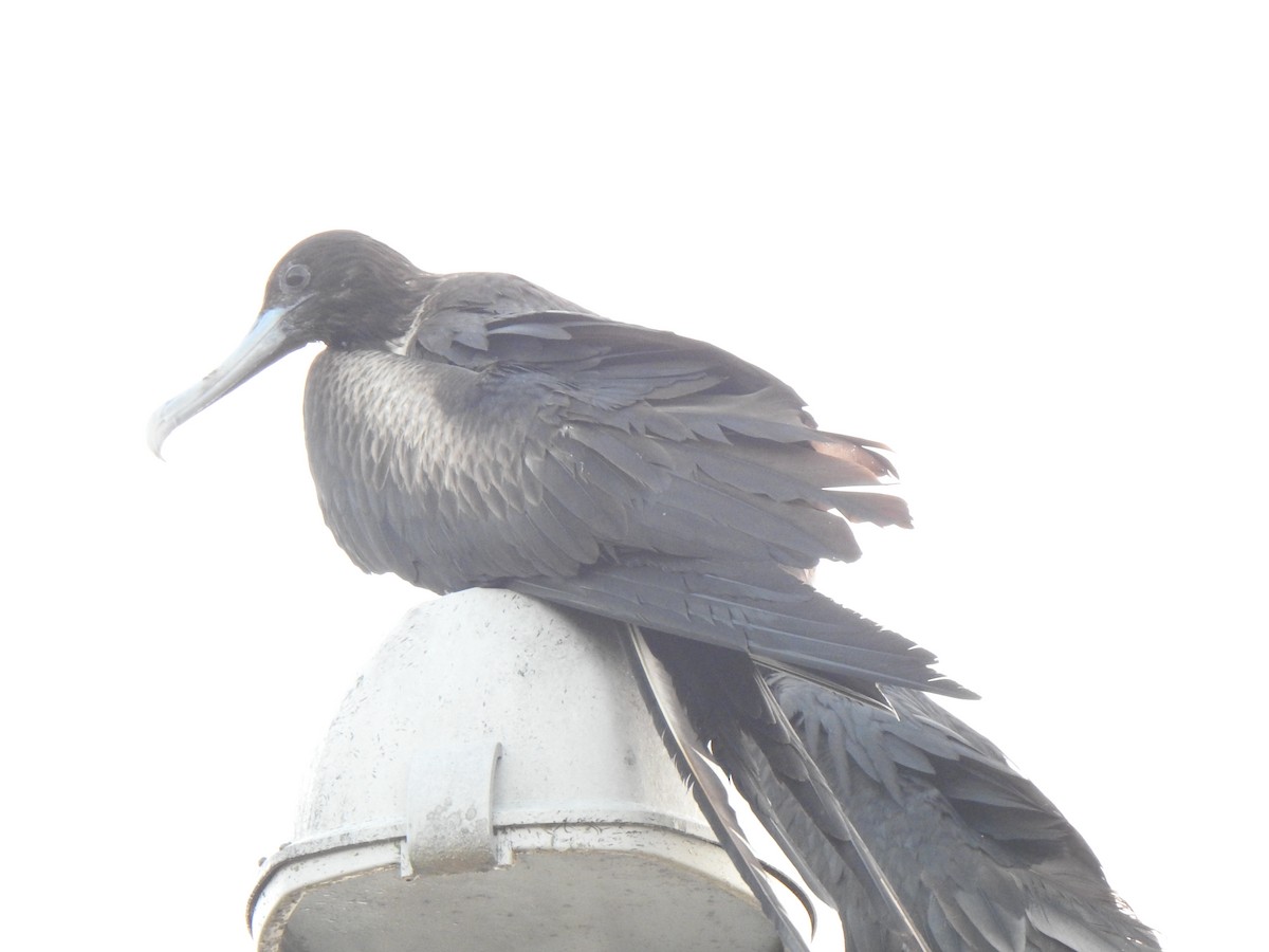 Magnificent Frigatebird - ML620874326