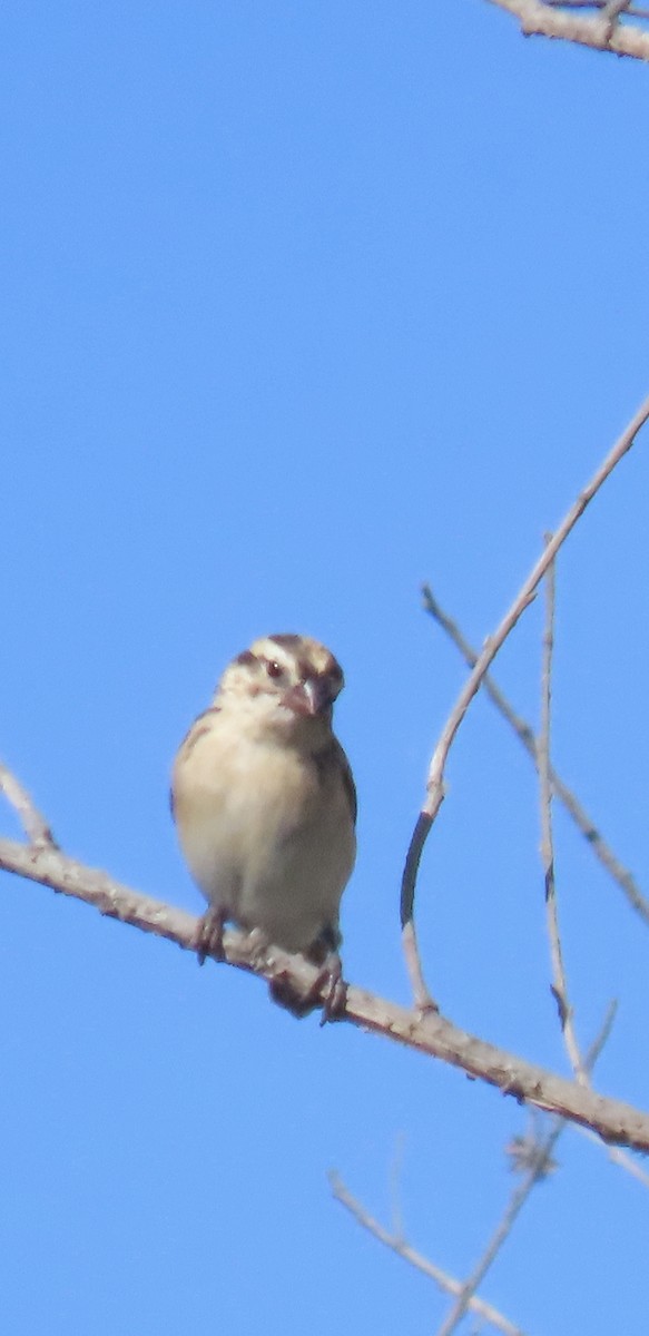 Pin-tailed Whydah - ML620874328