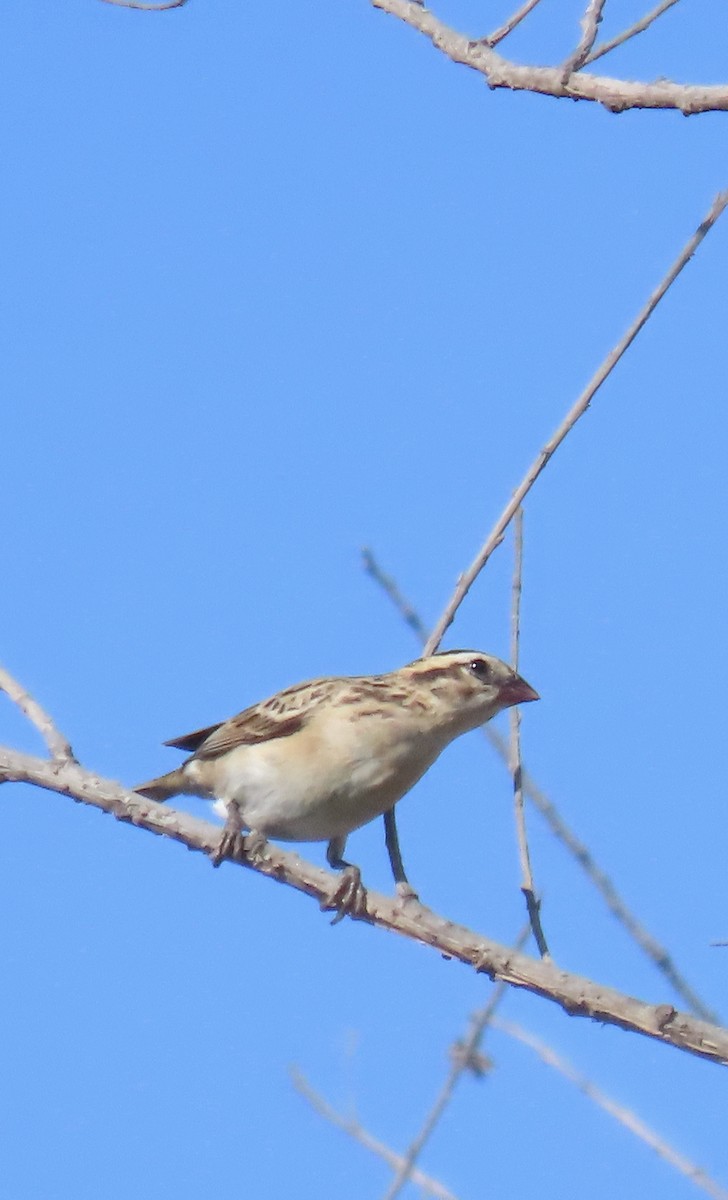 Pin-tailed Whydah - Nancy Salem