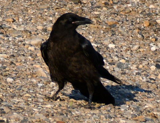 Common Raven - Kim  Selbee