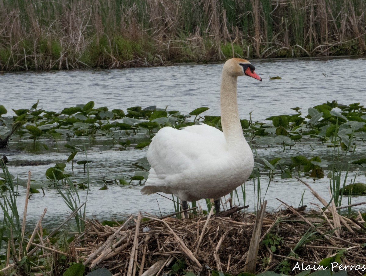 Cygne tuberculé - ML620874331