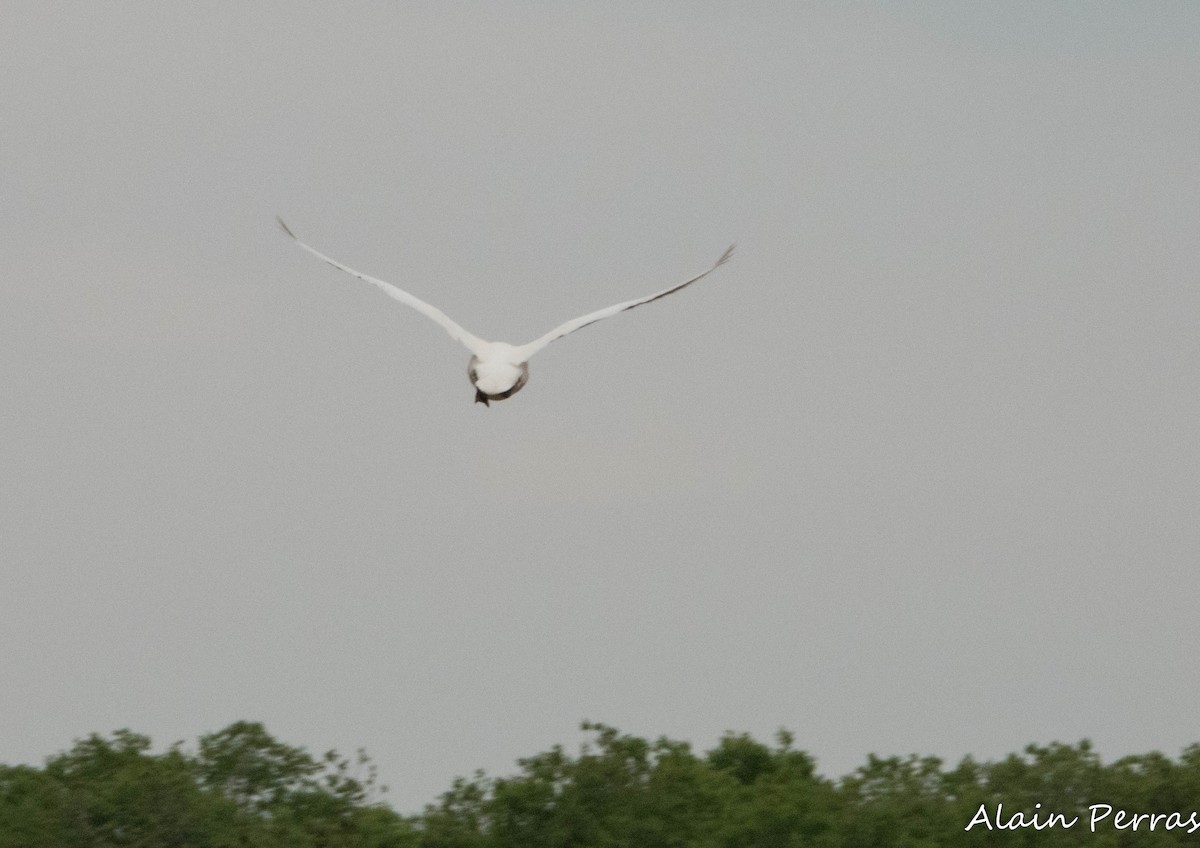 Sandhill Crane - ML620874337