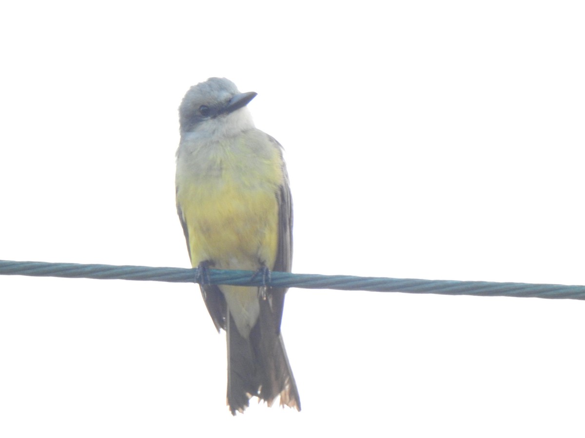 Tropical Kingbird - Tim Martin