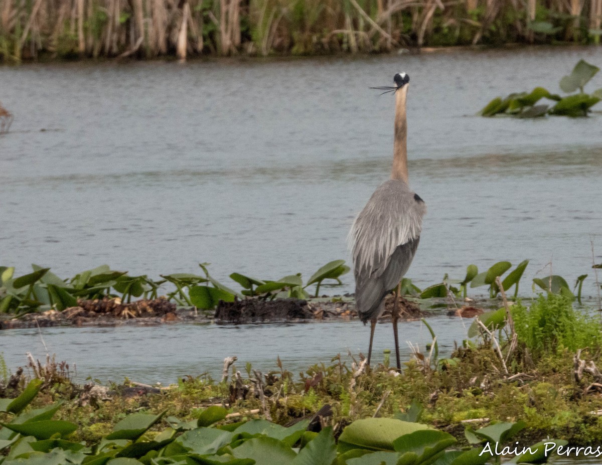 Great Blue Heron - ML620874343