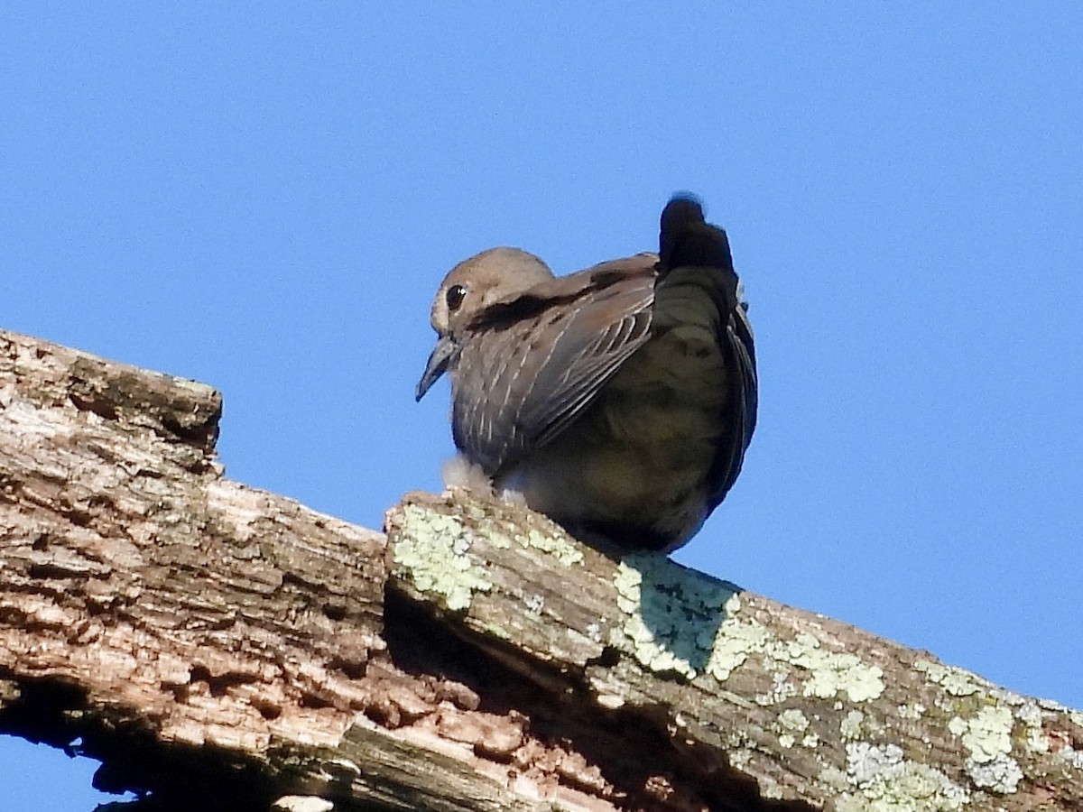 Mourning Dove - ML620874344