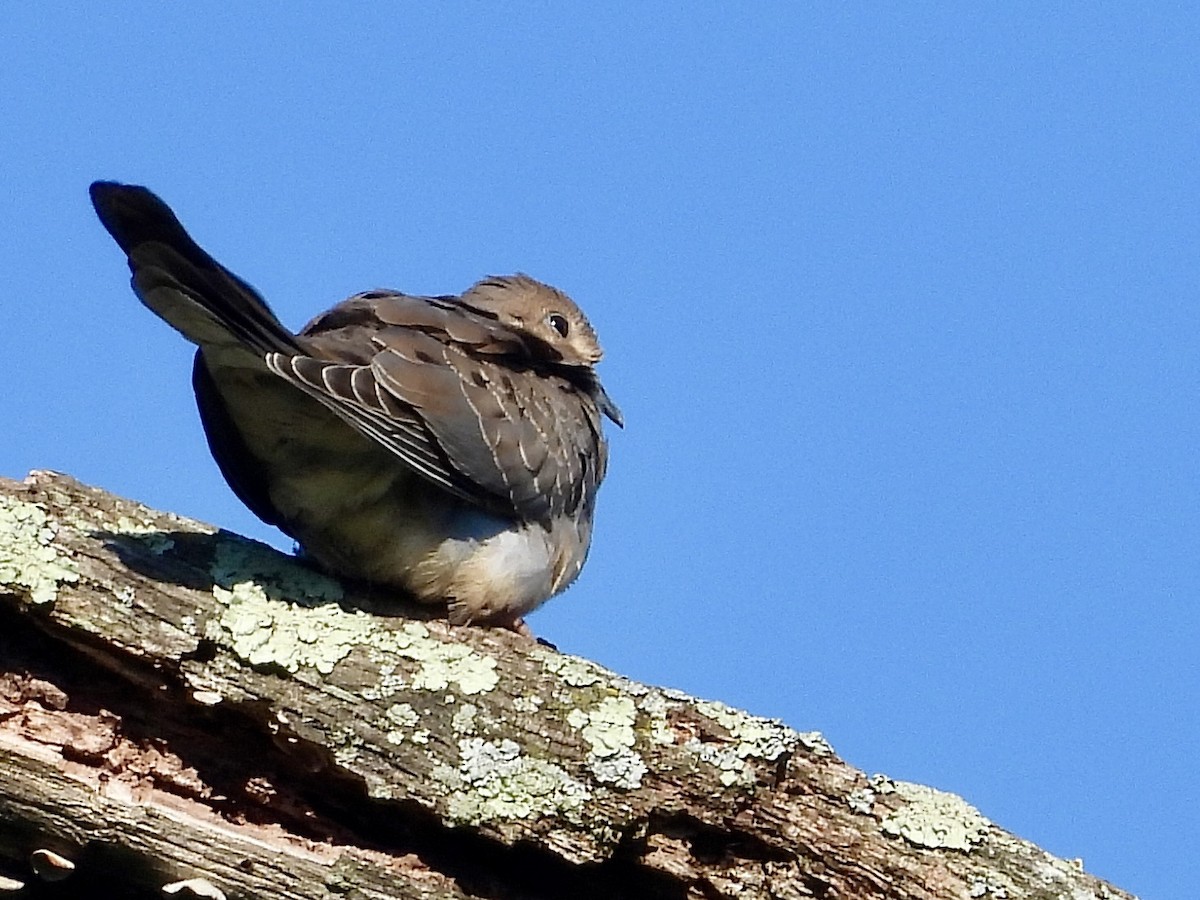 Mourning Dove - ML620874345