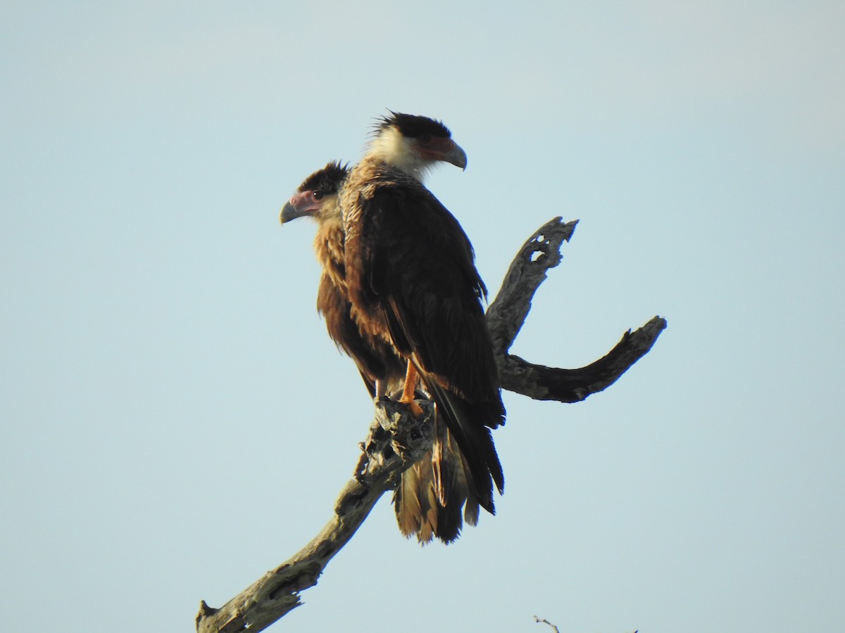 Caracara huppé - ML620874347