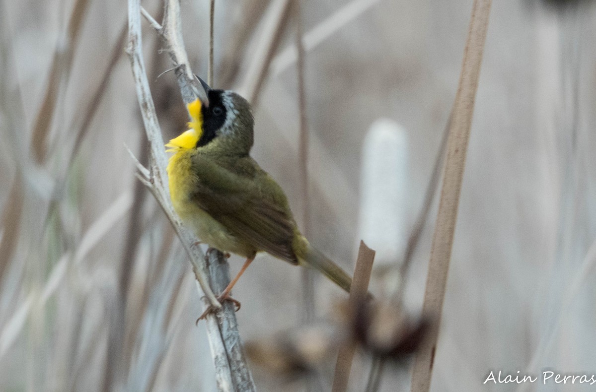 Common Yellowthroat - ML620874348