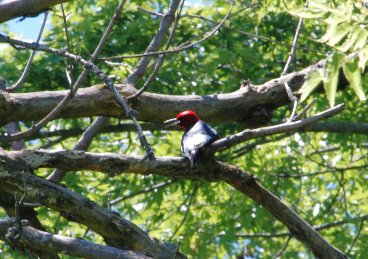 Red-headed Woodpecker - ML620874349