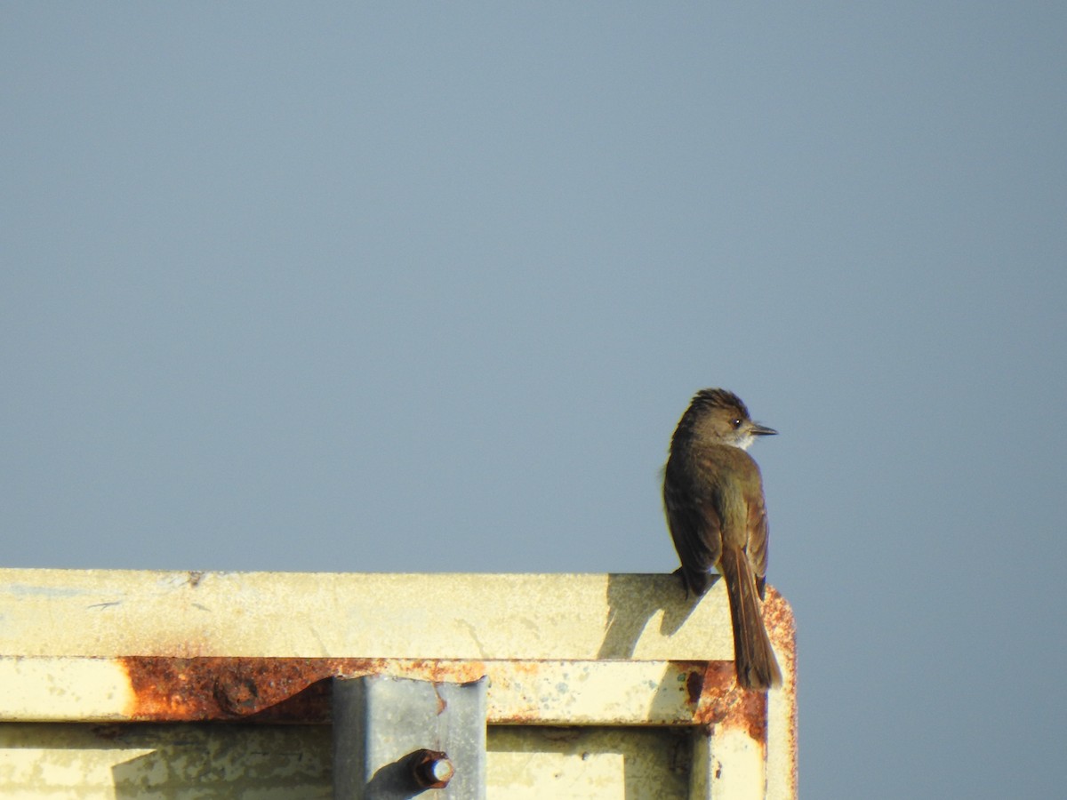 Dusky-capped Flycatcher - ML620874351