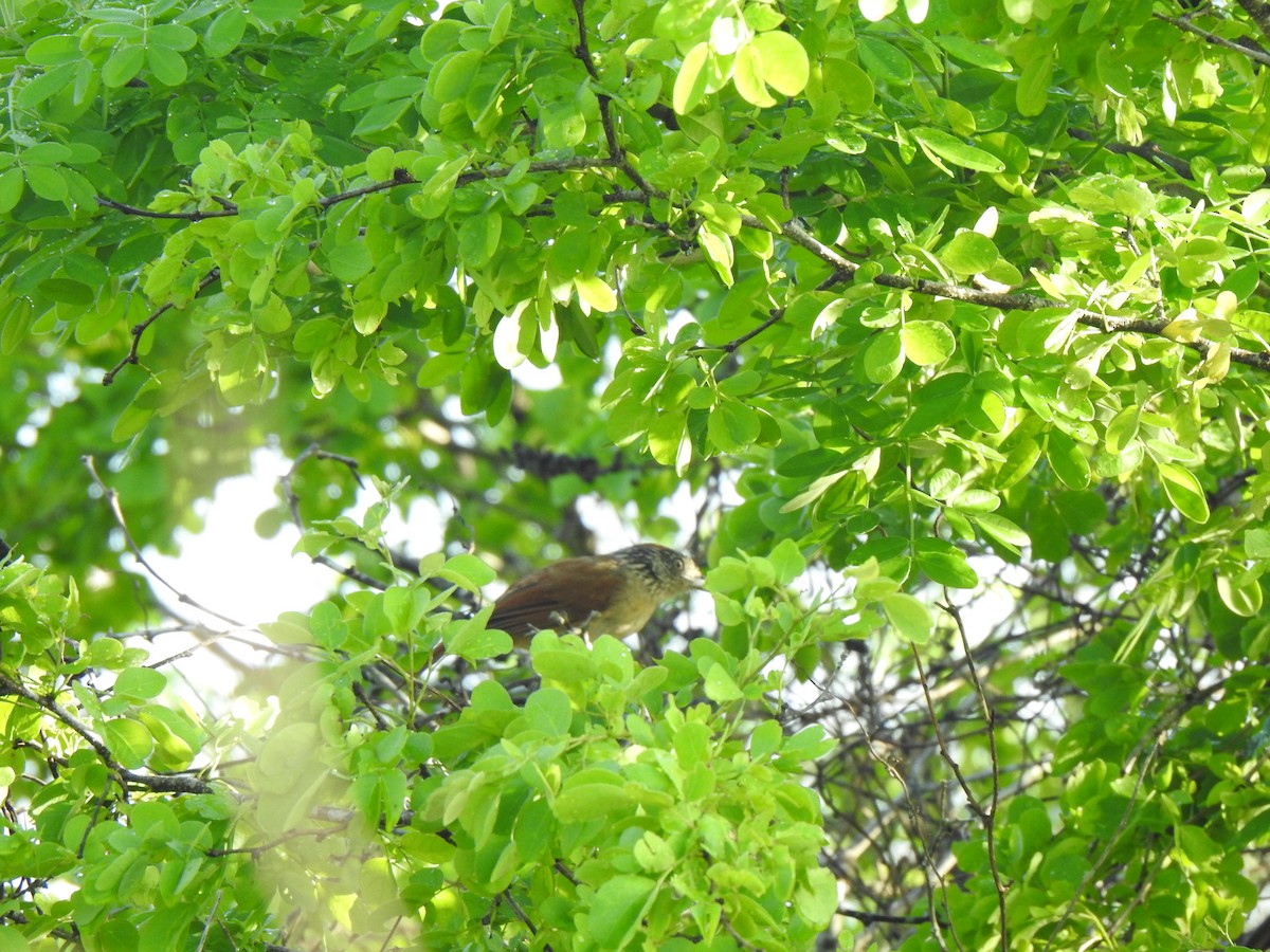 Barred Antshrike - ML620874352