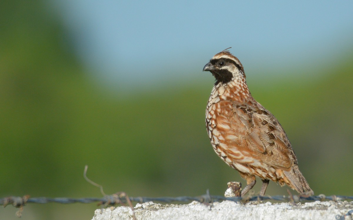 Black-throated Bobwhite - ML620874353