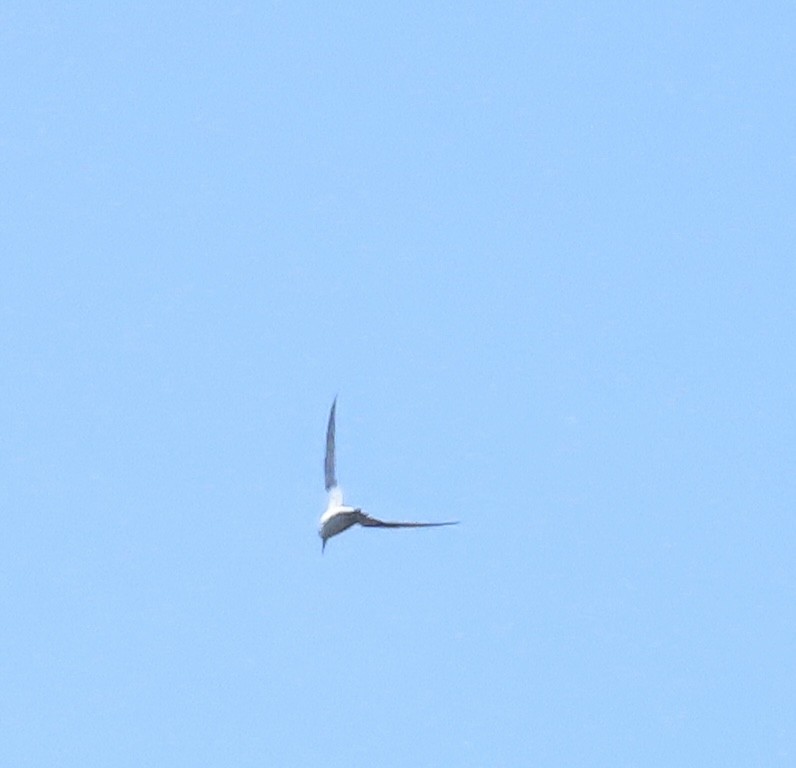 Least Tern - ML620874363